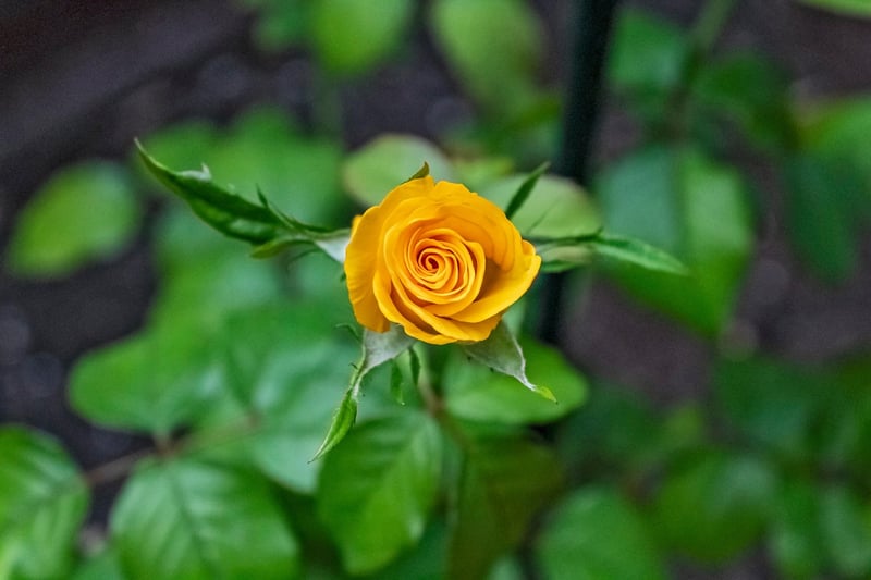 Epic Horticulture
