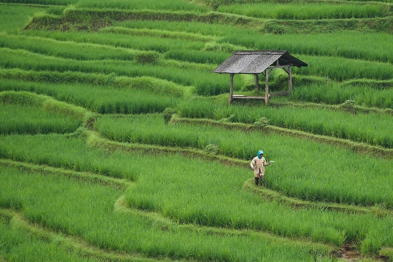 Witchcraft Farming
