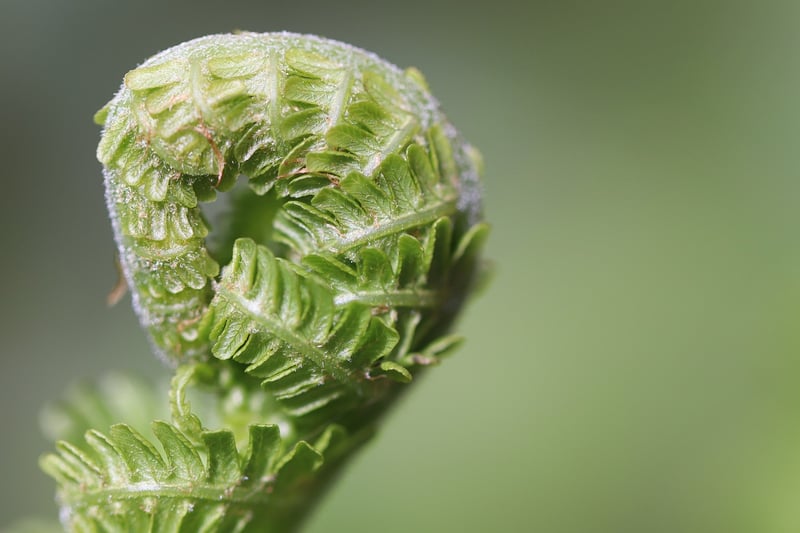 Dancing Lady Fern
