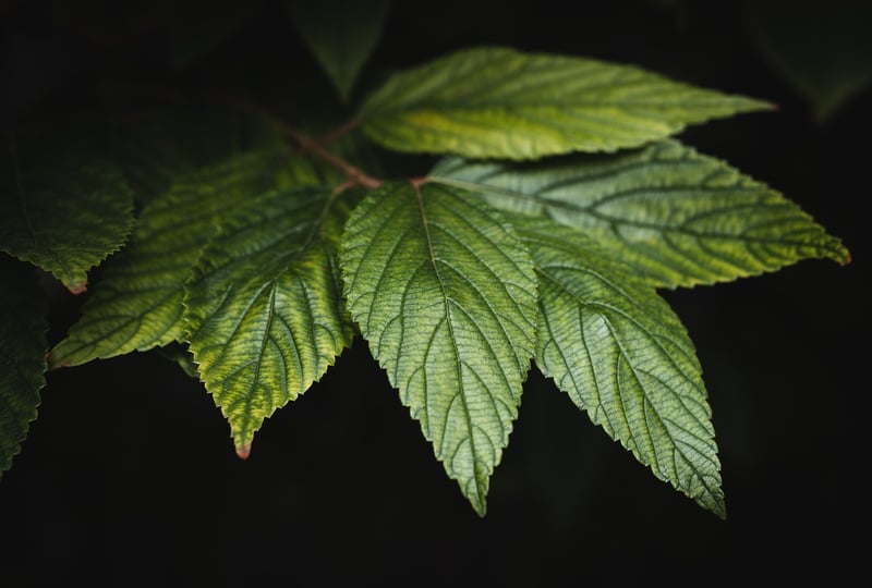Green leaves and foliage