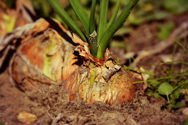 Mandrake