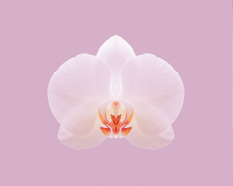 Dragon's Breath Orchid
